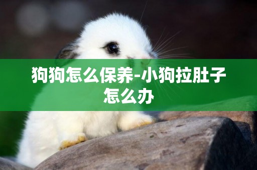 狗狗怎么保養-小狗拉肚子怎么辦