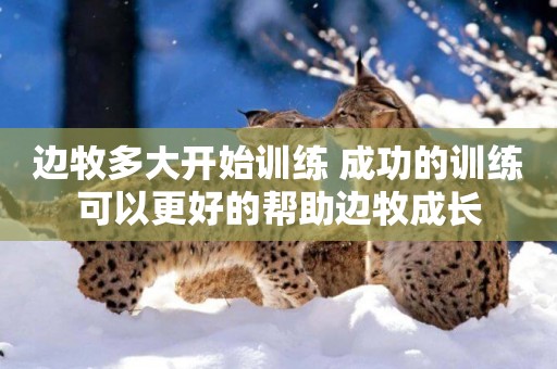 邊牧多大開始訓練 成功的訓練可以更好的幫助邊牧成長