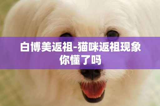 白博美返祖-貓咪返祖現象你懂了嗎
