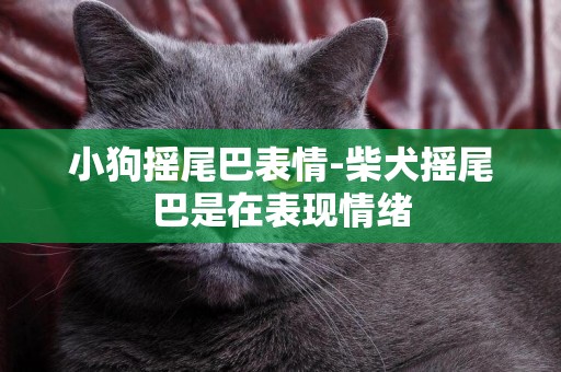小狗搖尾巴表情-柴犬搖尾巴是在表現情緒