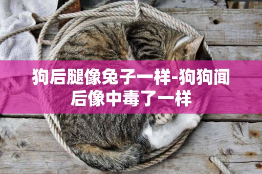 狗后腿像兔子一樣-狗狗聞后像中毒了一樣