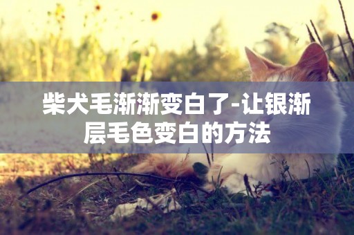 柴犬毛漸漸變白了-讓銀漸層毛色變白的方法