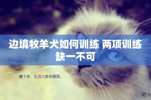 邊境牧羊犬如何訓練 兩項訓練缺一不可