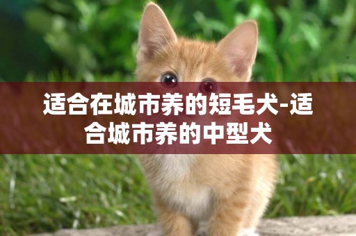 適合在城市養的短毛犬-適合城市養的中型犬