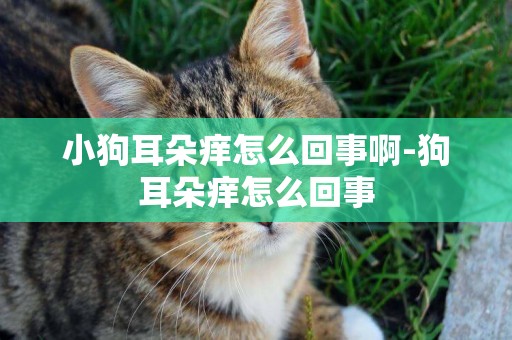 小狗耳朵癢怎么回事啊-狗耳朵癢怎么回事