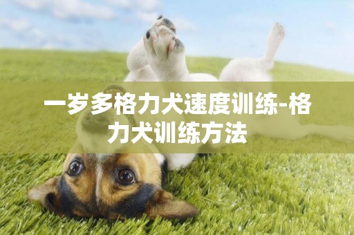 一歲多格力犬速度訓練-格力犬訓練方法