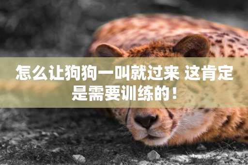 怎么讓狗狗一叫就過來 這肯定是需要訓練的！