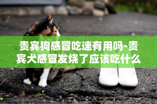 貴賓狗感冒吃速有用嗎-貴賓犬感冒發燒了應該吃什么藥