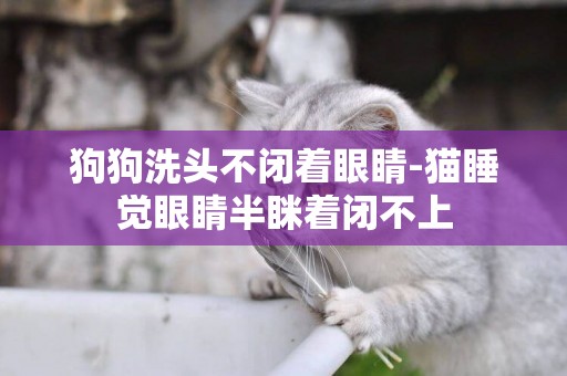狗狗洗頭不閉著眼睛-貓睡覺眼睛半瞇著閉不上