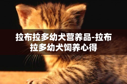 拉布拉多幼犬營養品-拉布拉多幼犬飼養心得