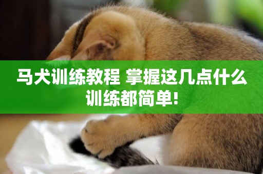 馬犬訓練教程 掌握這幾點什么訓練都簡單!