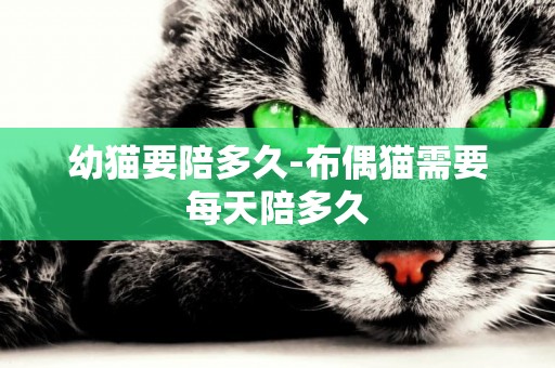 幼貓要陪多久-布偶貓需要每天陪多久