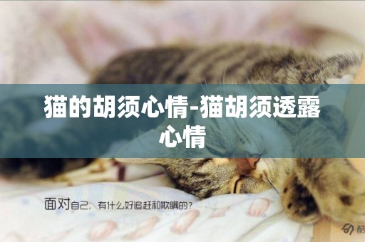 貓的胡須心情-貓胡須透露心情