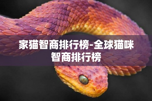 家貓智商排行榜-全球貓咪智商排行榜
