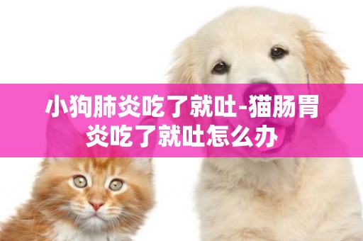 小狗肺炎吃了就吐-貓腸胃炎吃了就吐怎么辦