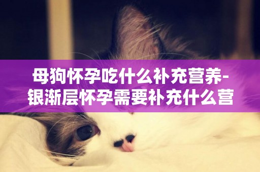 母狗懷孕吃什么補充營養-銀漸層懷孕需要補充什么營養