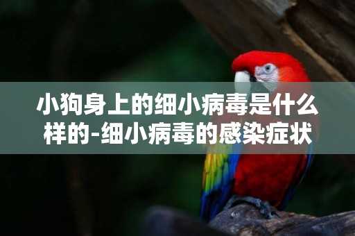 小狗身上的細小病毒是什么樣的-細小病毒的感染癥狀是什么樣的
