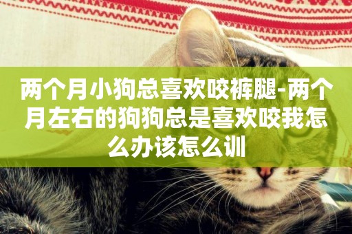 兩個月小狗總喜歡咬褲腿-兩個月左右的狗狗總是喜歡咬我怎么辦該怎么訓