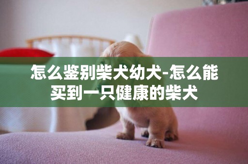 怎么鑒別柴犬幼犬-怎么能買到一只健康的柴犬