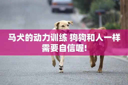 馬犬的動力訓練 狗狗和人一樣需要自信喔!