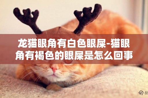 龍貓眼角有白色眼屎-貓眼角有褐色的眼屎是怎么回事