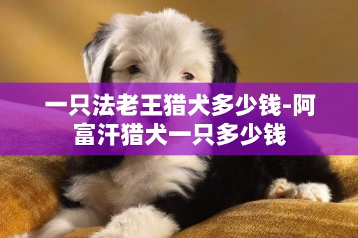 一只法老王獵犬多少錢-阿富汗獵犬一只多少錢