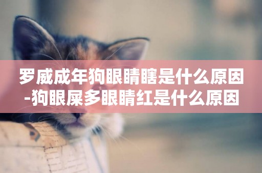 羅威成年狗眼睛瞎是什么原因-狗眼屎多眼睛紅是什么原因
