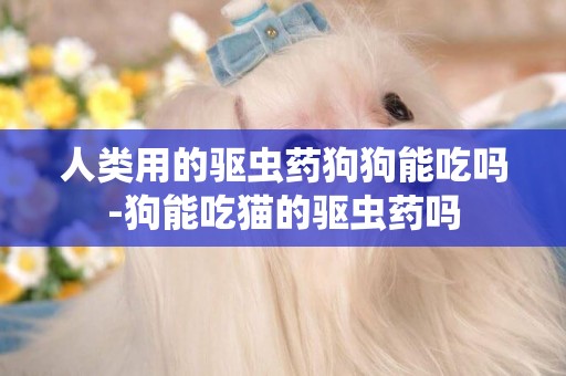 人類用的驅蟲藥狗狗能吃嗎-狗能吃貓的驅蟲藥嗎