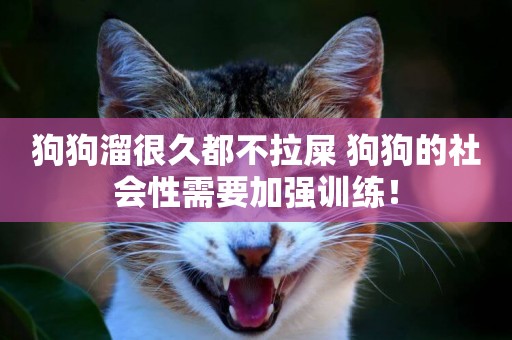 狗狗溜很久都不拉屎 狗狗的社會性需要加強訓練！