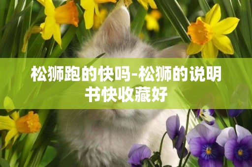 松獅跑的快嗎-松獅的說明書快收藏好