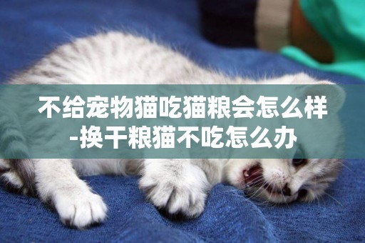 不給寵物貓吃貓糧會怎么樣-換干糧貓不吃怎么辦
