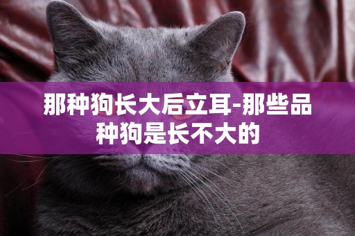 那種狗長大后立耳-那些品種狗是長不大的