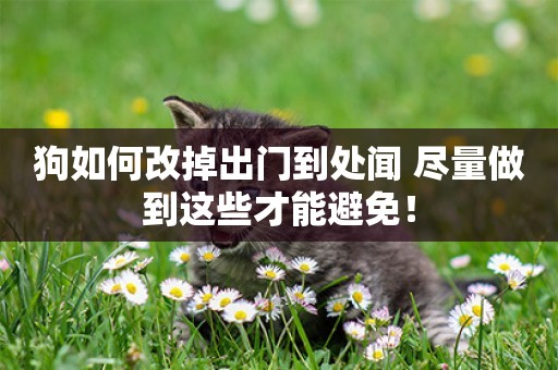 狗如何改掉出門到處聞 盡量做到這些才能避免！