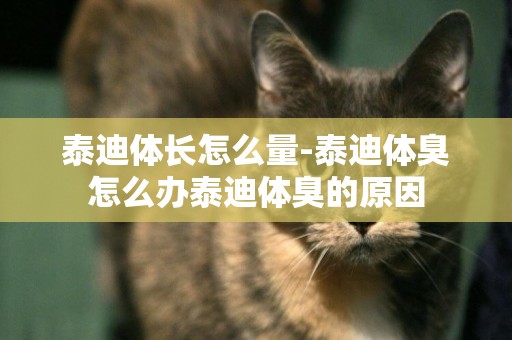 泰迪體長怎么量-泰迪體臭怎么辦泰迪體臭的原因