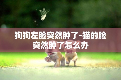 狗狗左臉突然腫了-貓的臉突然腫了怎么辦