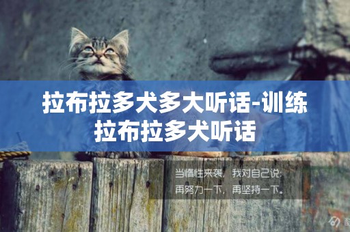 拉布拉多犬多大聽話-訓練拉布拉多犬聽話