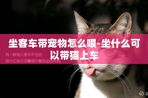 坐客車帶寵物怎么喂-坐什么可以帶貓上車