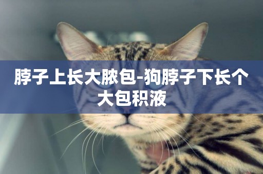 脖子上長大膿包-狗脖子下長個大包積液