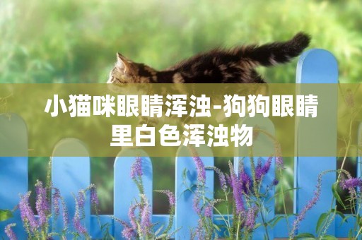 小貓咪眼睛渾濁-狗狗眼睛里白色渾濁物