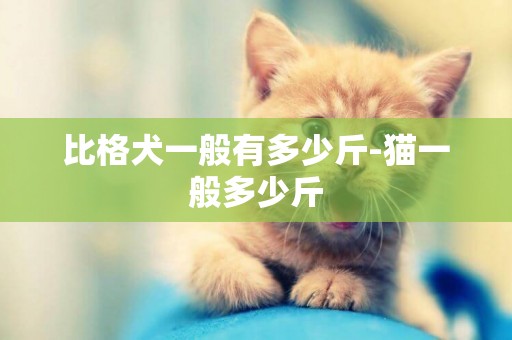 比格犬一般有多少斤-貓一般多少斤