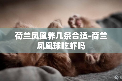 荷蘭鳳凰養幾條合適-荷蘭鳳凰球吃蝦嗎