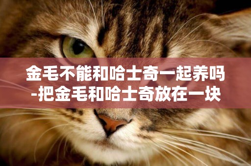 金毛不能和哈士奇一起養嗎-把金毛和哈士奇放在一塊養
