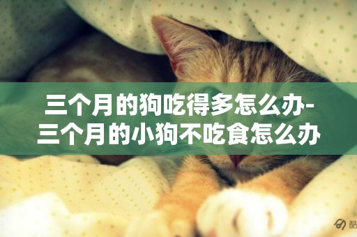 三個月的狗吃得多怎么辦-三個月的小狗不吃食怎么辦