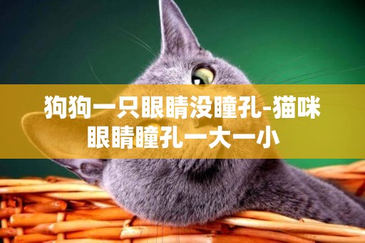 狗狗一只眼睛沒瞳孔-貓咪眼睛瞳孔一大一小