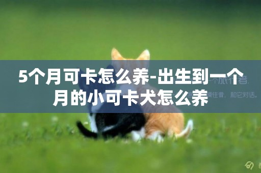 5個月可卡怎么養-出生到一個月的小可卡犬怎么養