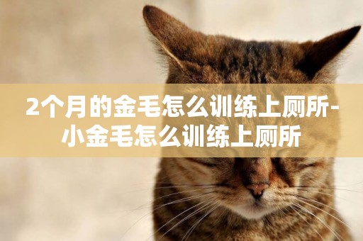 2個月的金毛怎么訓練上廁所-小金毛怎么訓練上廁所