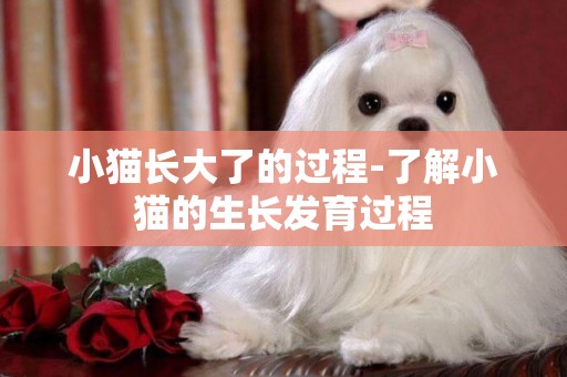 小貓長大了的過程-了解小貓的生長發育過程
