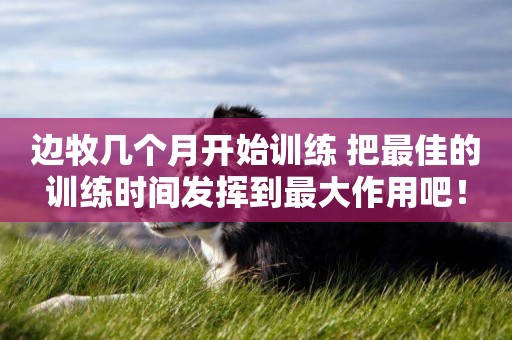 邊牧幾個月開始訓練 把最佳的訓練時間發揮到最大作用吧！