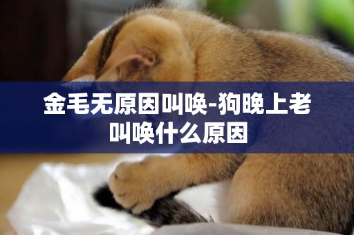 金毛無原因叫喚-狗晚上老叫喚什么原因