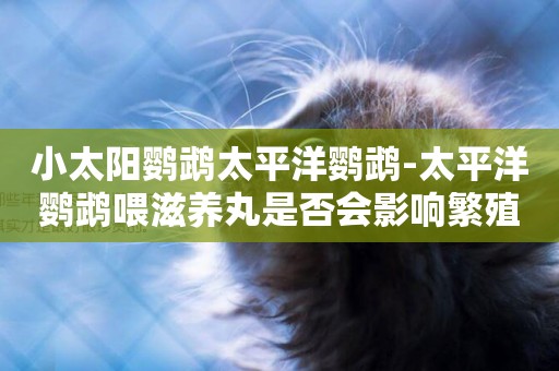 小太陽鸚鵡太平洋鸚鵡-太平洋鸚鵡喂滋養丸是否會影響繁殖